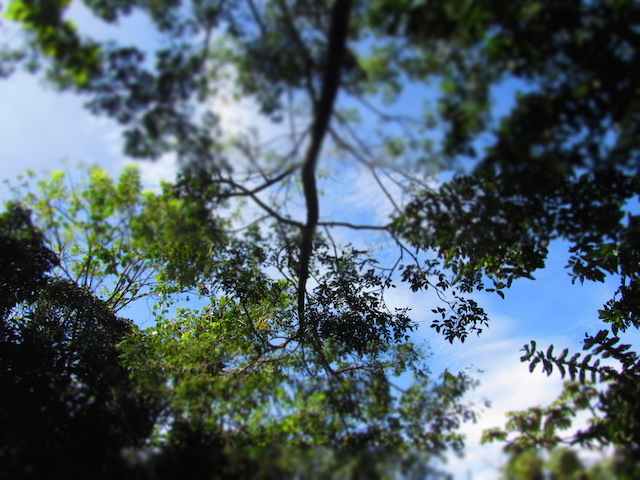 Costa Rica: Mit Aufforstung und Artenschutz zum ersten klimaneutralen Staat