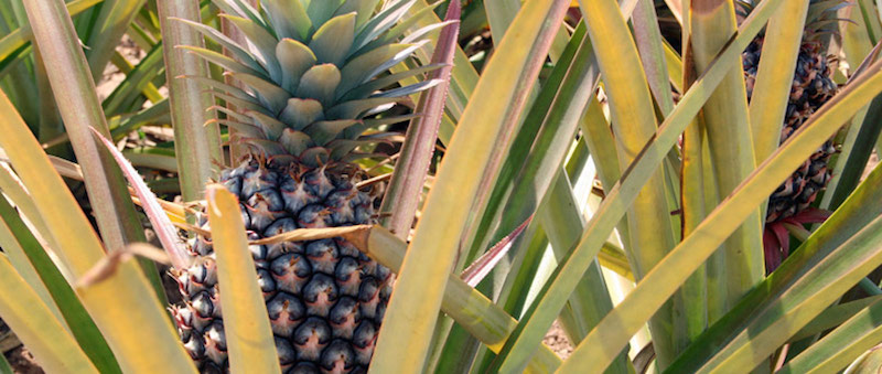 A pineapple grown using training and tools from Farm Africa that help farmers process and package produce to sell all year round. Credit: Farm Africa