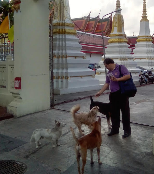 A devotee feeding animals in the morning in front of a Buddhist temple in Bangkok. | Credit: Kalinga Seneviratne