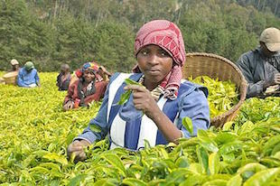 Kenyan tea picker