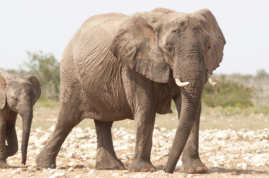 Photo by Peter Prokosch | Elephants (Loxodonta africana) at waterhole, Etoscha National Park, Namibia