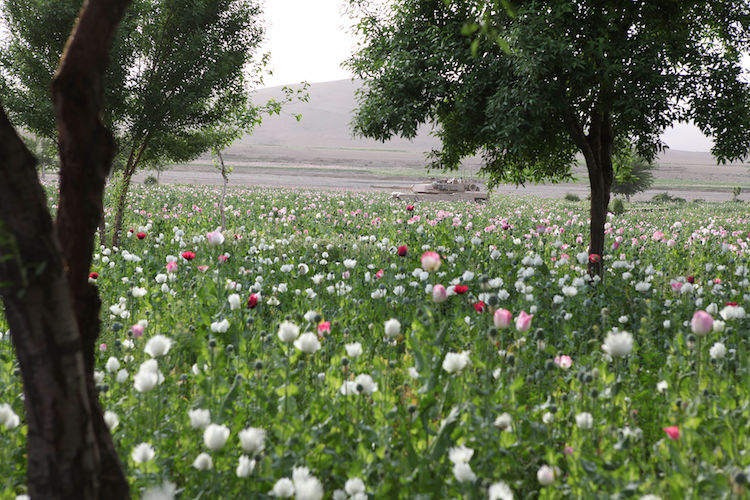 Opium poppy field in Gostan valley, Nimruz Province, Afghanistan 2016. Credit: Wikimedia Commons