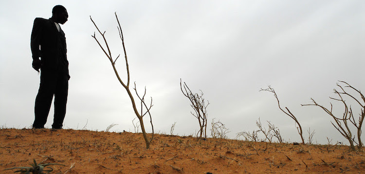 Photo: Newly planted wind breaks prevent wind erosion of dunes in Badoulerey, near Niamey, Niger. ©IFAD/David Rose