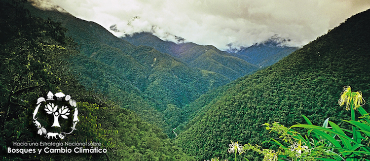Reforestation in Oxapampa: Peru’s Challenges and Priorities