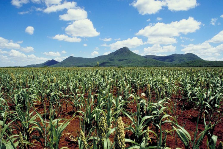 Climate Change Threatens USD2.5 trillion Losses in Agriculture