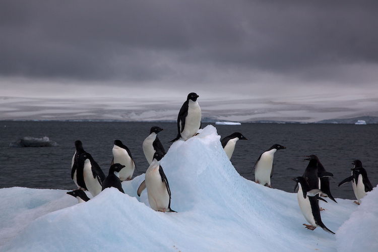 Peace in Antarctica Exemplary for International Relations