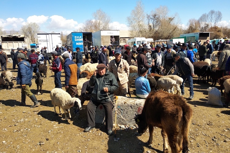 Animal Market Nerve Centre of Local Economy in Kyrgyzstan