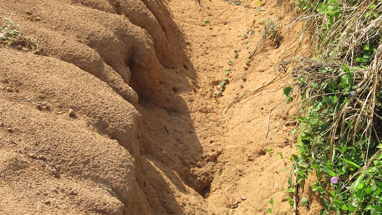 Two UN Agencies Reveal High Rate of Soil Erosion in Benin