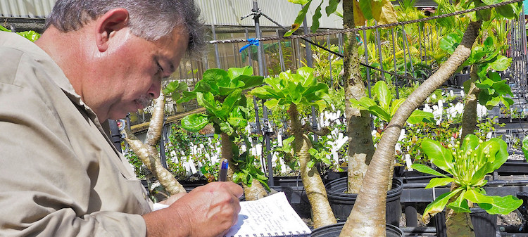 Hawaiian Culture and Native Plant: The ‘Inseparable Bond’