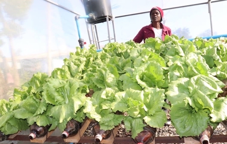 Zimbabwe: Growing Lettuce in Empty Plastic Bottles