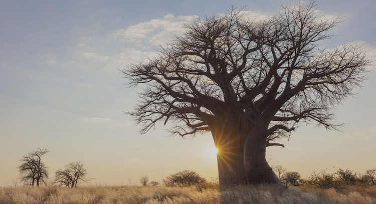 Concern Over Export of Ancient Baobab Tree from Kenya