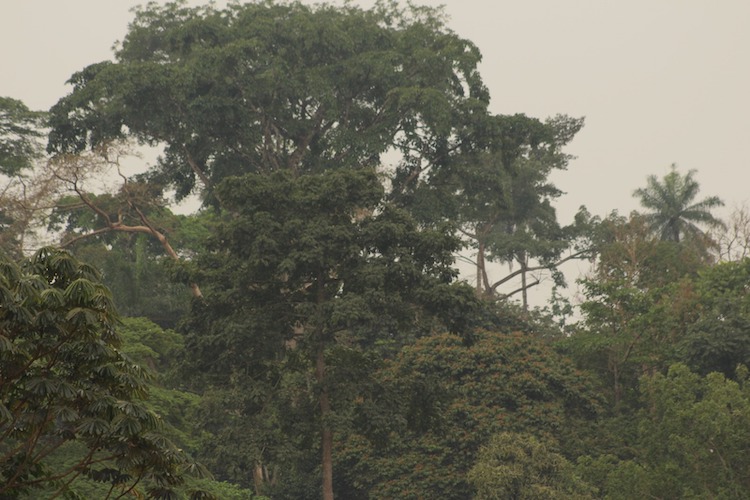 Forest Elephants Enhance Carbon Capture—Keep Them Alive