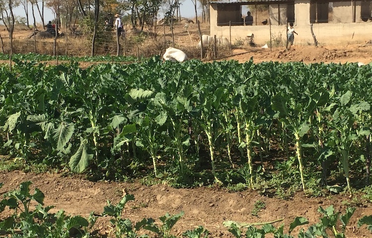 Urban Dwellers in Southern Africa Turn to Backyard Farming