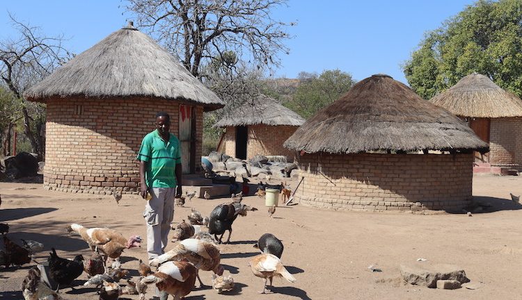 Poultry and Livestock Production Helps Communities Build Climate Resilience in Zimbabwe