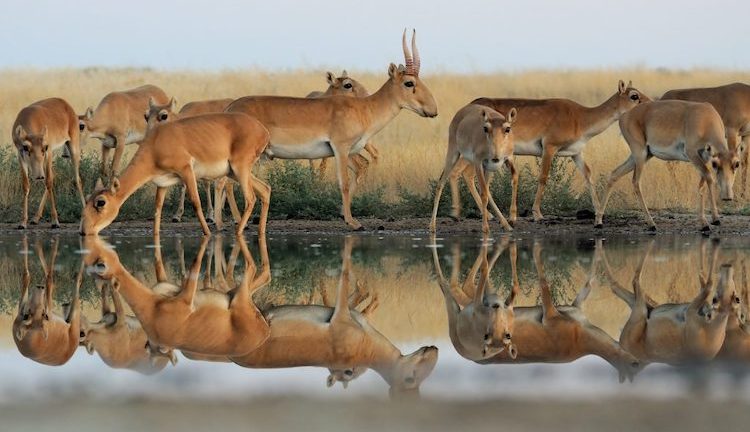 World’s Migratory Species of Animals are in Decline, Says UN Report
