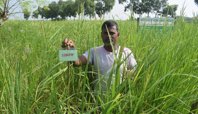 Bangladesh Farmers Are Protecting Paddy Cultivation from Climate Risks