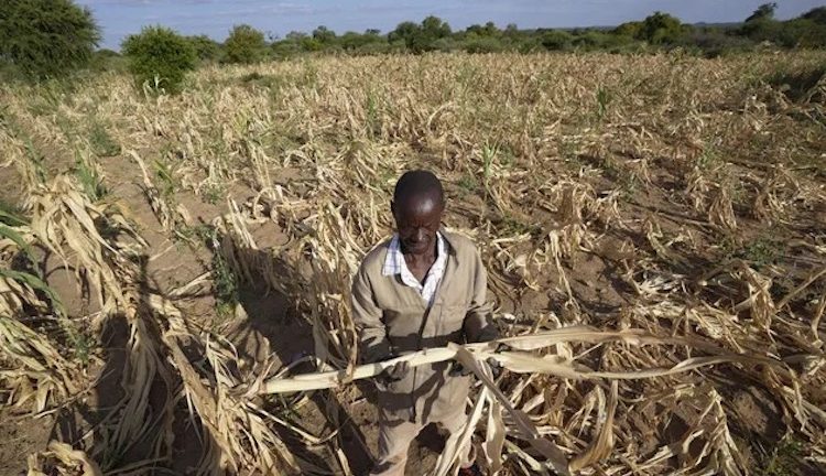 Drought Grips Southern Africa, Hunger Crisis Foreseen