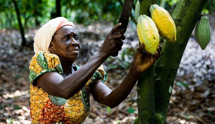 Bad Weather and Poor Harvests Devastating Cocoa Crop in Ghana