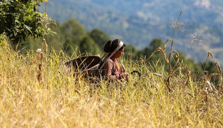 Rethinking Climate Finance to Work for Women in Nepal’s Coffee & Pashmina Value Chains