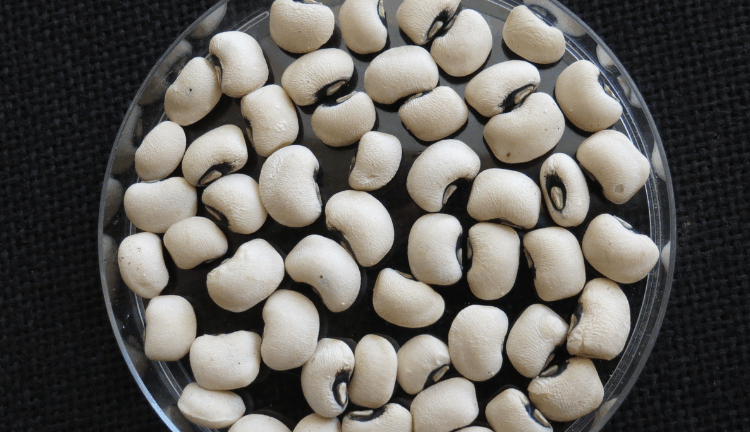 How cowpea is securing resilience and nutrition for farmers in Africa