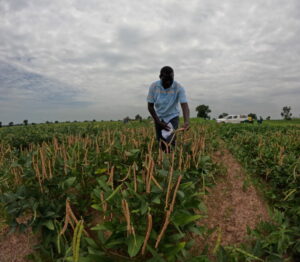 Dr. Patrick Obia Ongom caring for cowpea plants