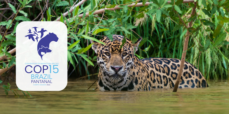 Rethinking Conservation as a Climate Solution